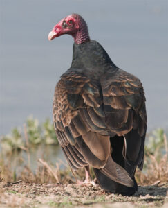 vulture-turkey119