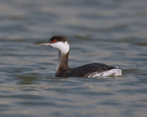 Horned Grebe