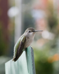 Costa's Hummingbird