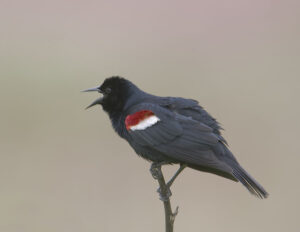 Tricolored Blackbird ©Gary Woods