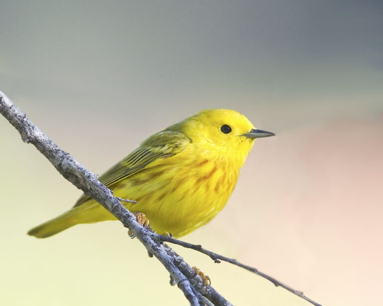 Fresno Audubon Society | February 2019 Yellowbill