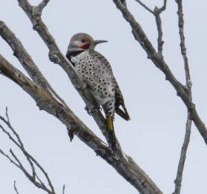 Yellow-shafted x Red-shafted intergrade Northern Flicker