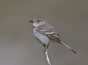 Saturday Walk - San Joaquin Experimental Range CANCELED