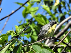 Kirtland's Warbler by Lynn Hemink