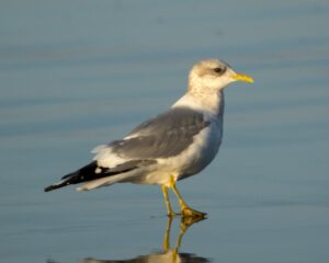 Mew Gull, Cayucos, by Mark Haywood