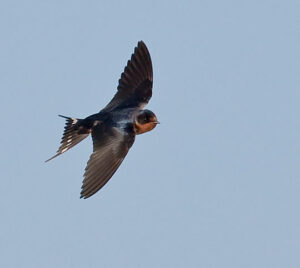 Barn Swallow by Gary Woods