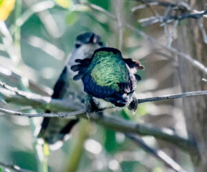 Anna's Hummingbird courtship by Larry Cusick