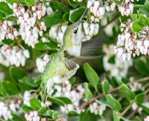 Female Anna's Hummingbird feeding by Larry Cusick