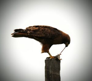 Red-tailed Hawk eating gopher by Cecelia Sheeter