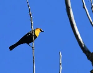Yellow-headed Blackbird by Cecelia Sheeter