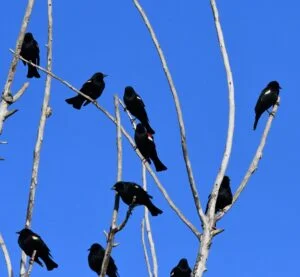 Tricolored Blackbirds by Cecelia Sheeter