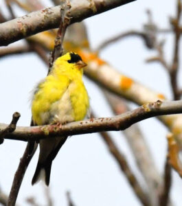 American Goldfinch by Cecelia Sheeter