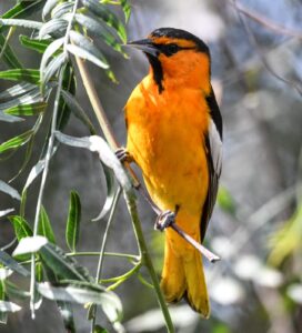 Bullock's Oriole by Cecelia Sheeter