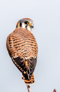 American Kestrel by Clayton Dahlen