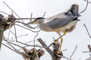 Black-crowned Night-Heron by Clayton Dahlen