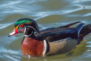 Wood Duck by Clayton Dahlen 