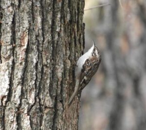 Brown Creeper by Nina Jones