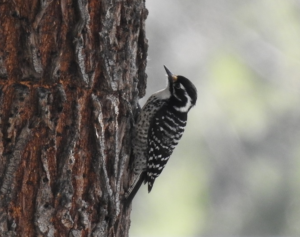 Female Nuttal's Woodpecker by Larry Parmeter