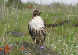 Red-tailed Hawk by Nina Jones