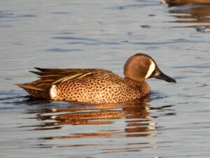 Blue-winged Teal by George Folsom