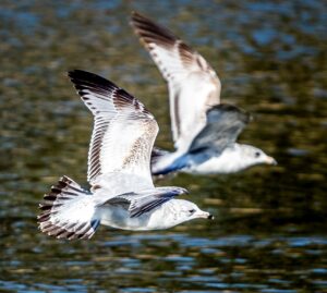 California Gulls by Marty Aubin