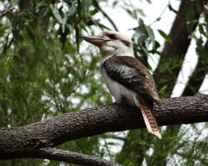 Laughing Kookaburra by Cara Barnhill