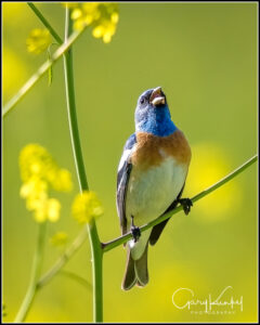 Lazuli Bunting by Gary Kunkel