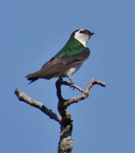 Violet-green Swallow by Cara Barnhill 