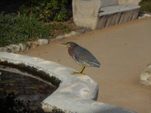 Green Heron by Nathan Parmeter