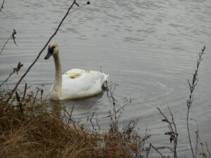 Trumpeter Swan by Nathan Parmeter