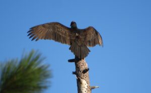 Turkey Vulture by Nina Jones