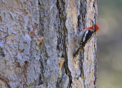 Red-breasted x Red-naped Sapsucker by Larry Parmeter