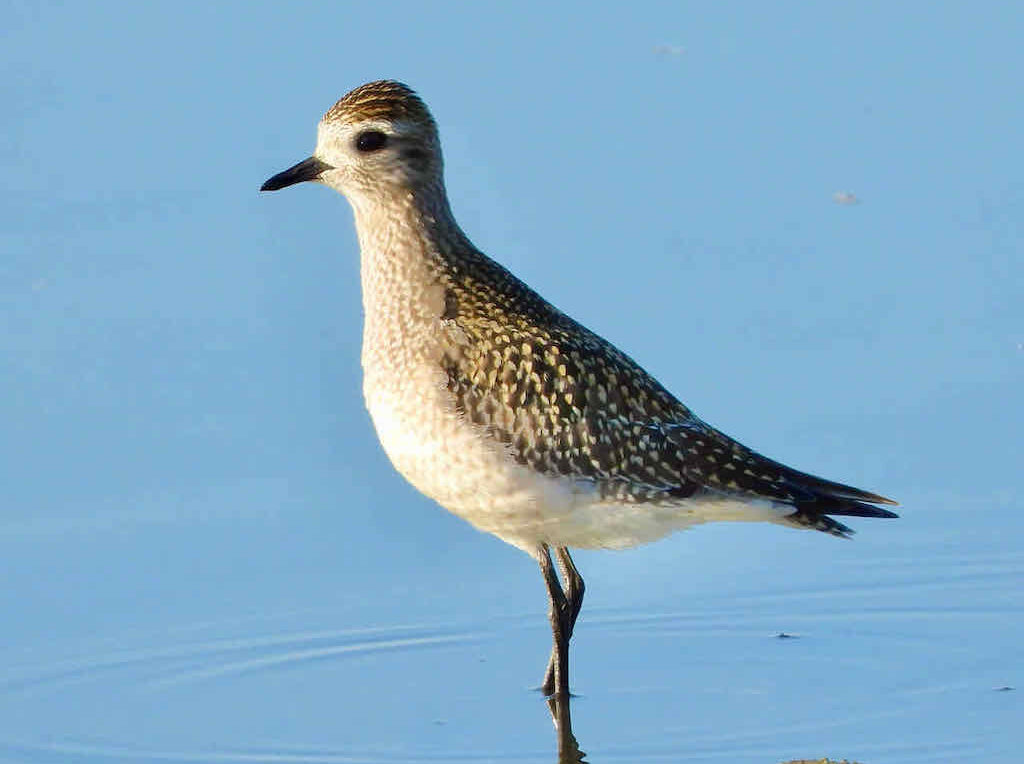 American Golden-Plover by George Folsom