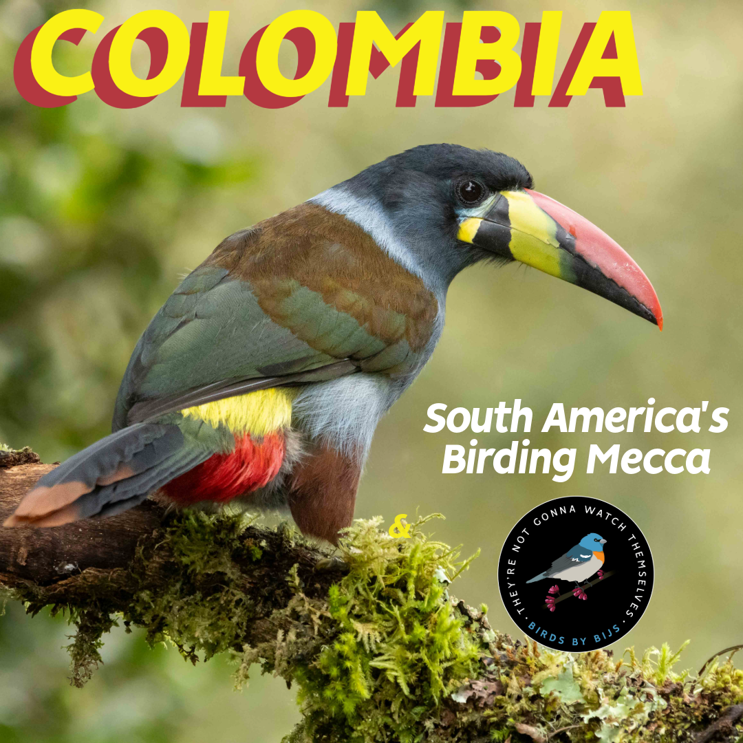 General Meeting - Jan. 2025- Benny Jacobs-Schwartz: Colombia: South America’s Birding Mecca @ Zoom