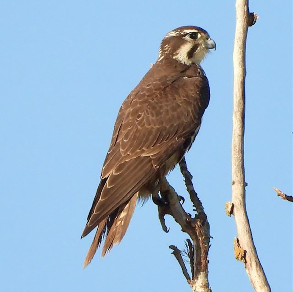 Prairie Falcon, George Folsom