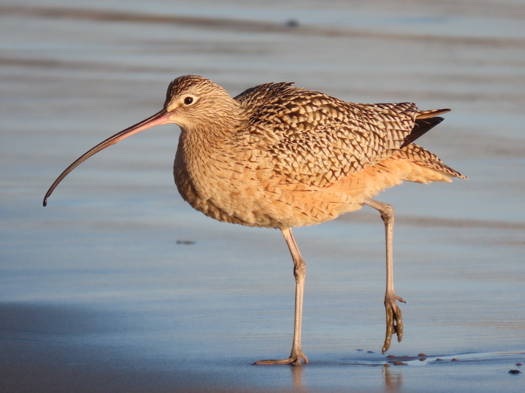 Fresno Audubon Society LBCU 1